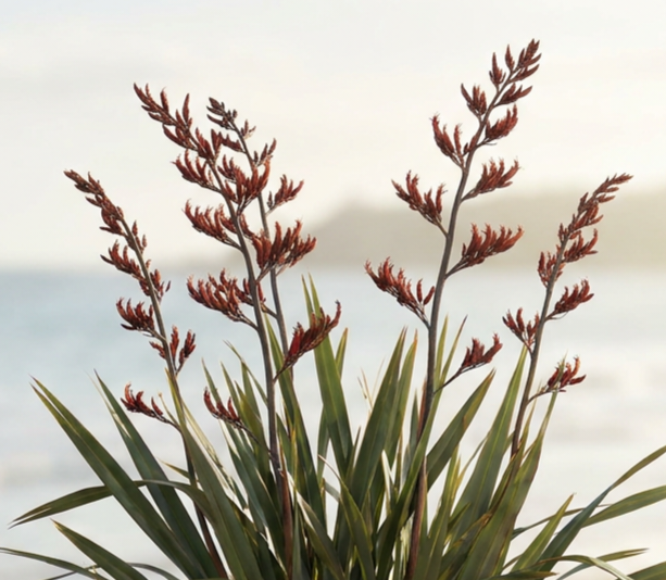 New Zealand flax bush (Harakeke) in front of a beach setting