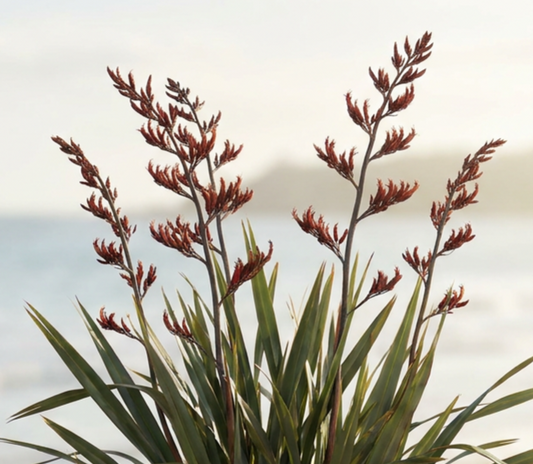 New Zealand flax bush (Harakeke) in front of a beach setting