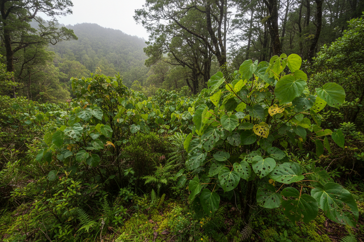 A lush green forest scene with leafy plants in the foreground and misty hills in the background.